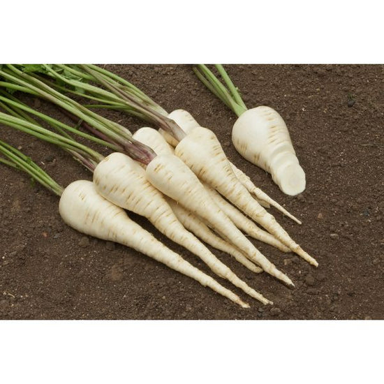 Image Title PARSNIP; Halblange White